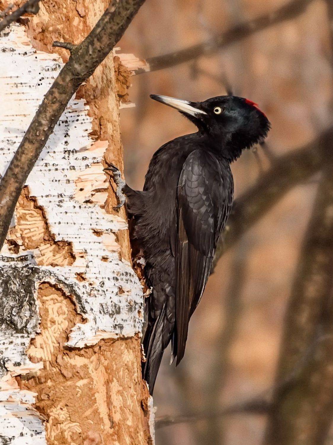 дятел, желна,  GeorgyPrimoretz