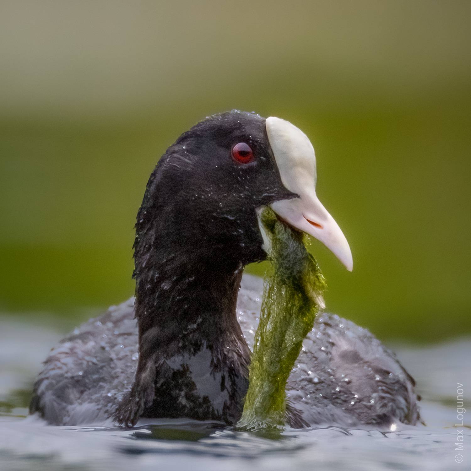 , Логунов Максим