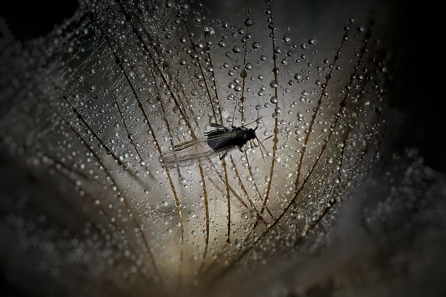 , Савчук Анатолий