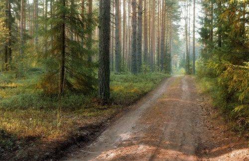 Утро в сосновом бору