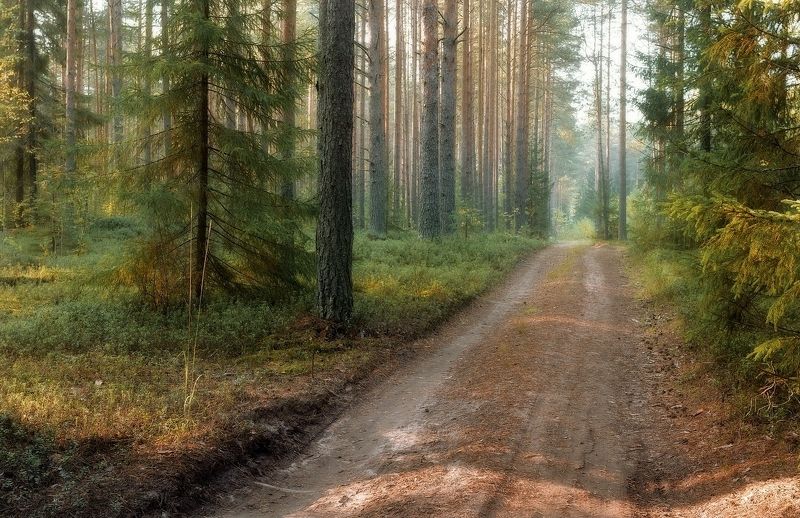 лес, бор, дорога, утро, рассвет, сосны, лучи, туман, свежесть, стволы Утро в сосновом бору фото превью