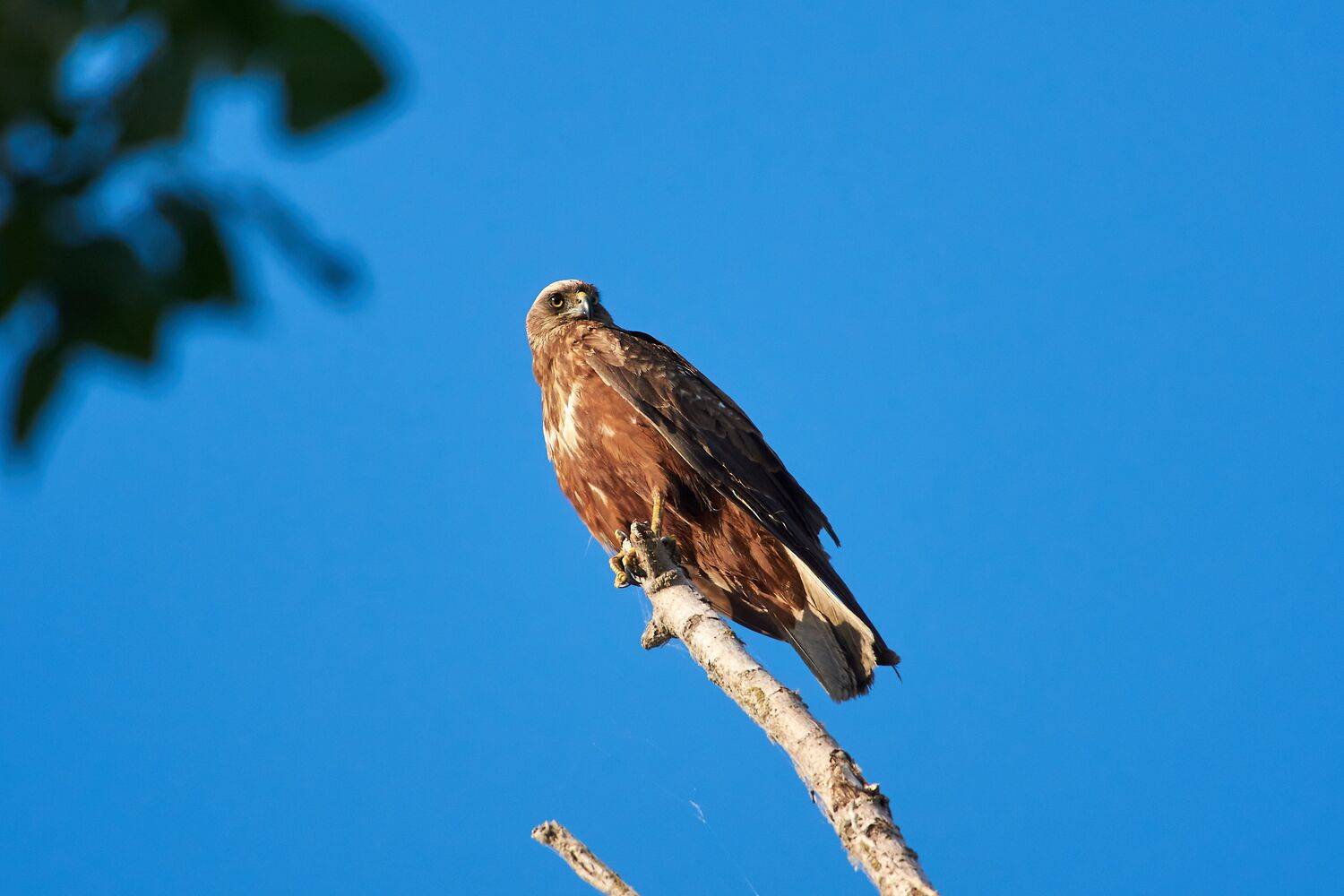 bird, birds, birdswatching, volgograd, russia, , Сторчилов Павел
