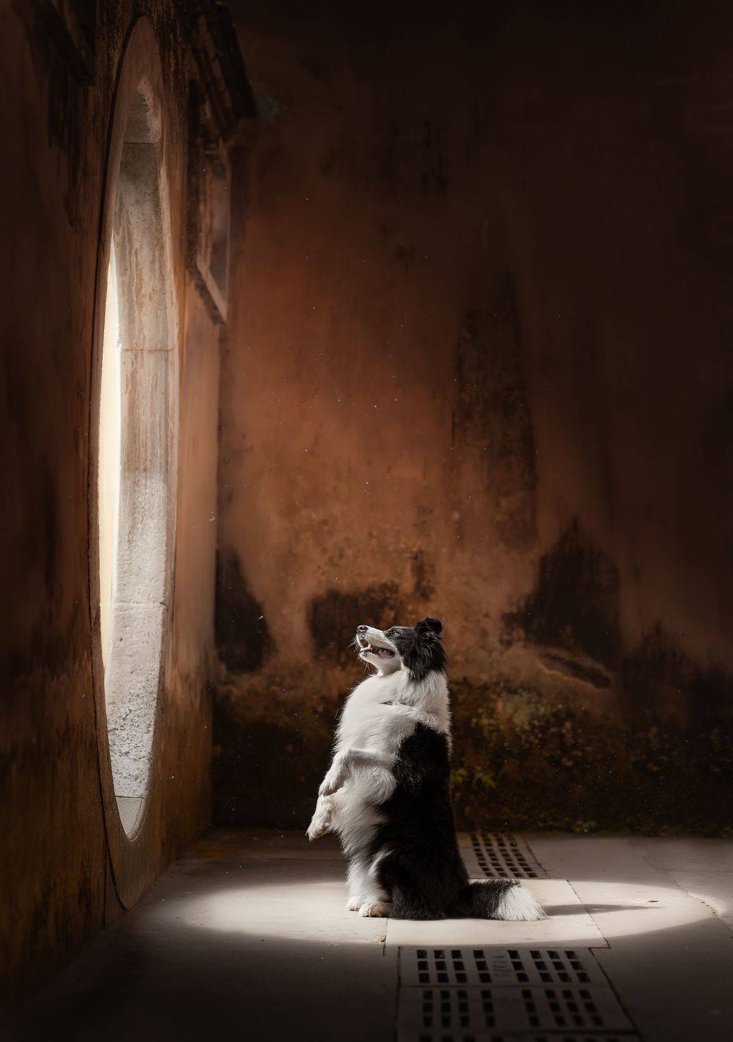 狗 萌宠 宠物 dog pet, 宠物摄影师狗哥