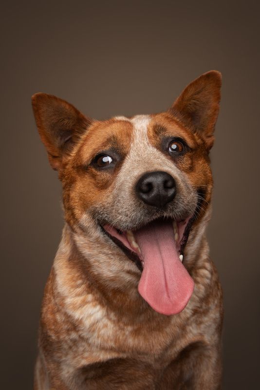 Австралийский хилер фото превью