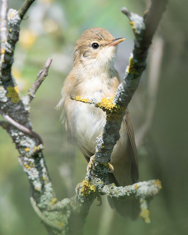 Садовая славка, Sylvia borin,  Июль 2023 фото превью