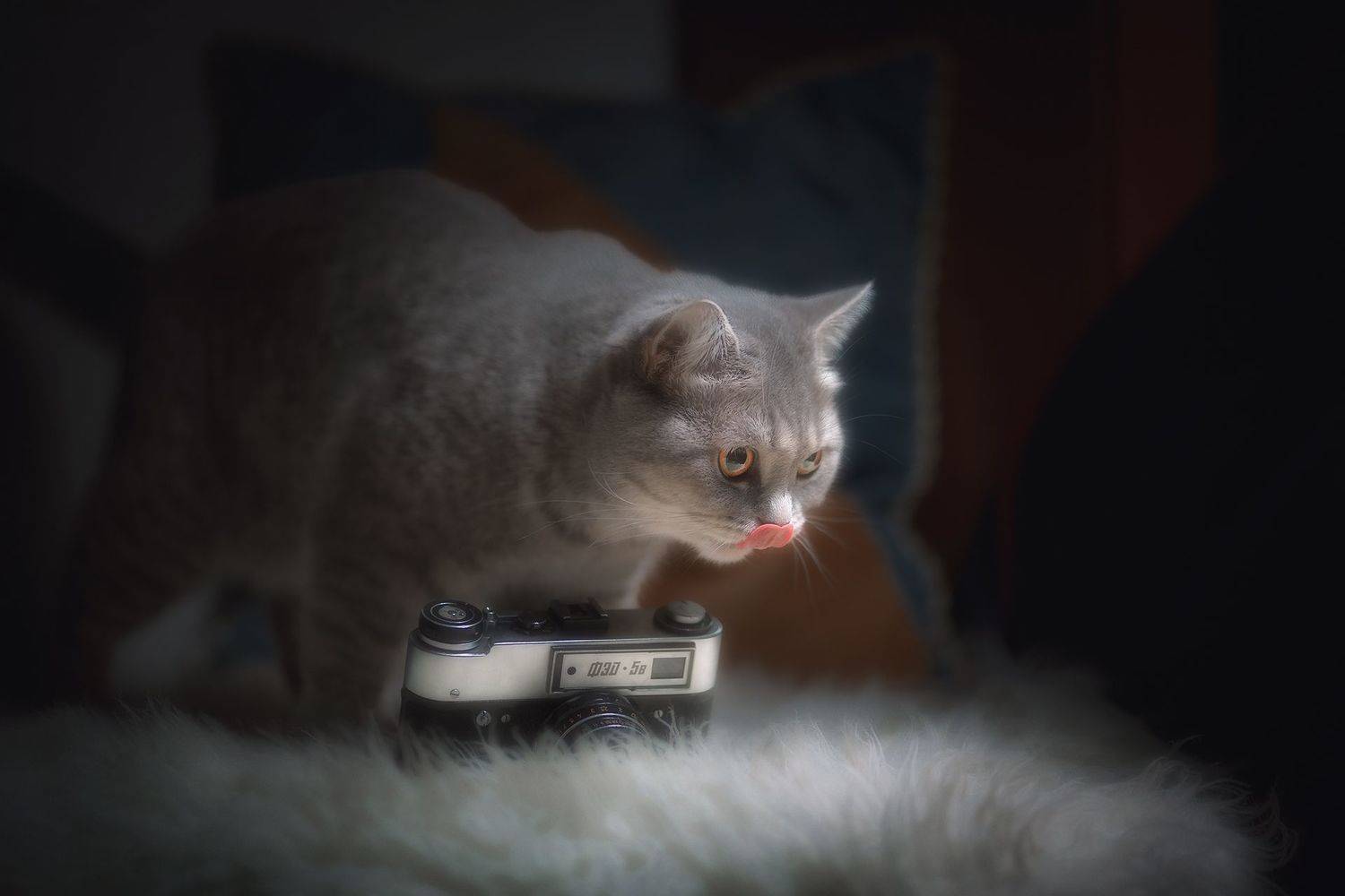 кошки, , животные, Холудеев Виктор