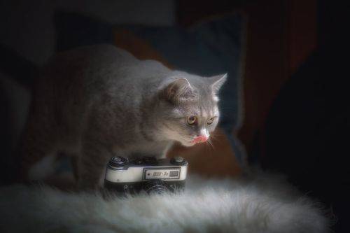 Фотографирую Мышей  - Недорого!