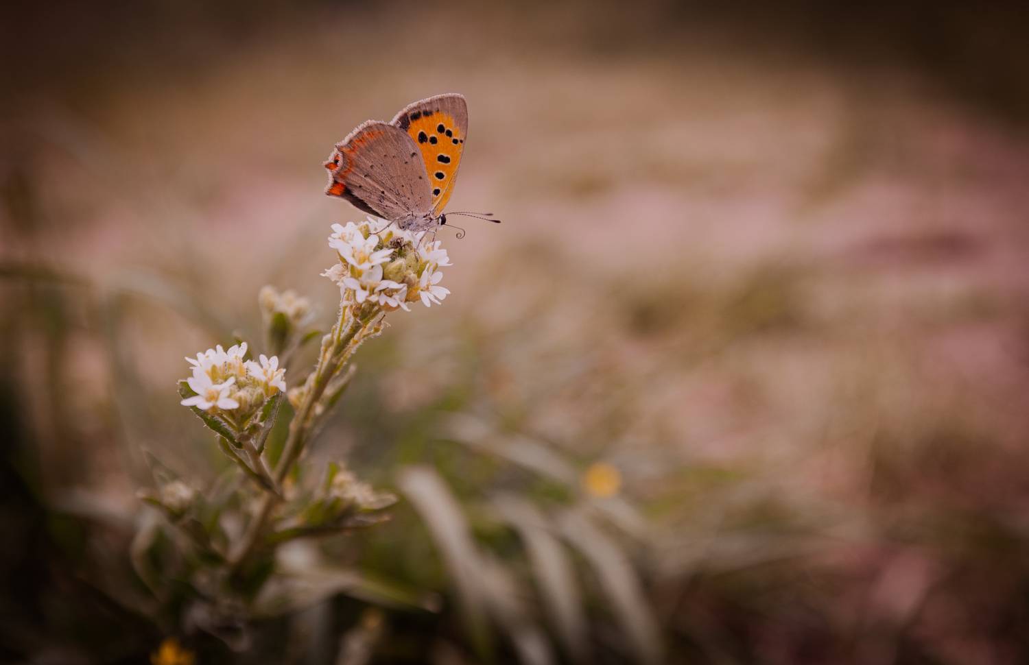 , Krzysztof Trojanowski