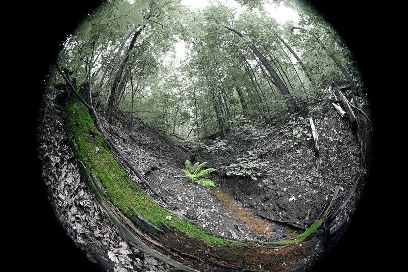 Папортник фото превью