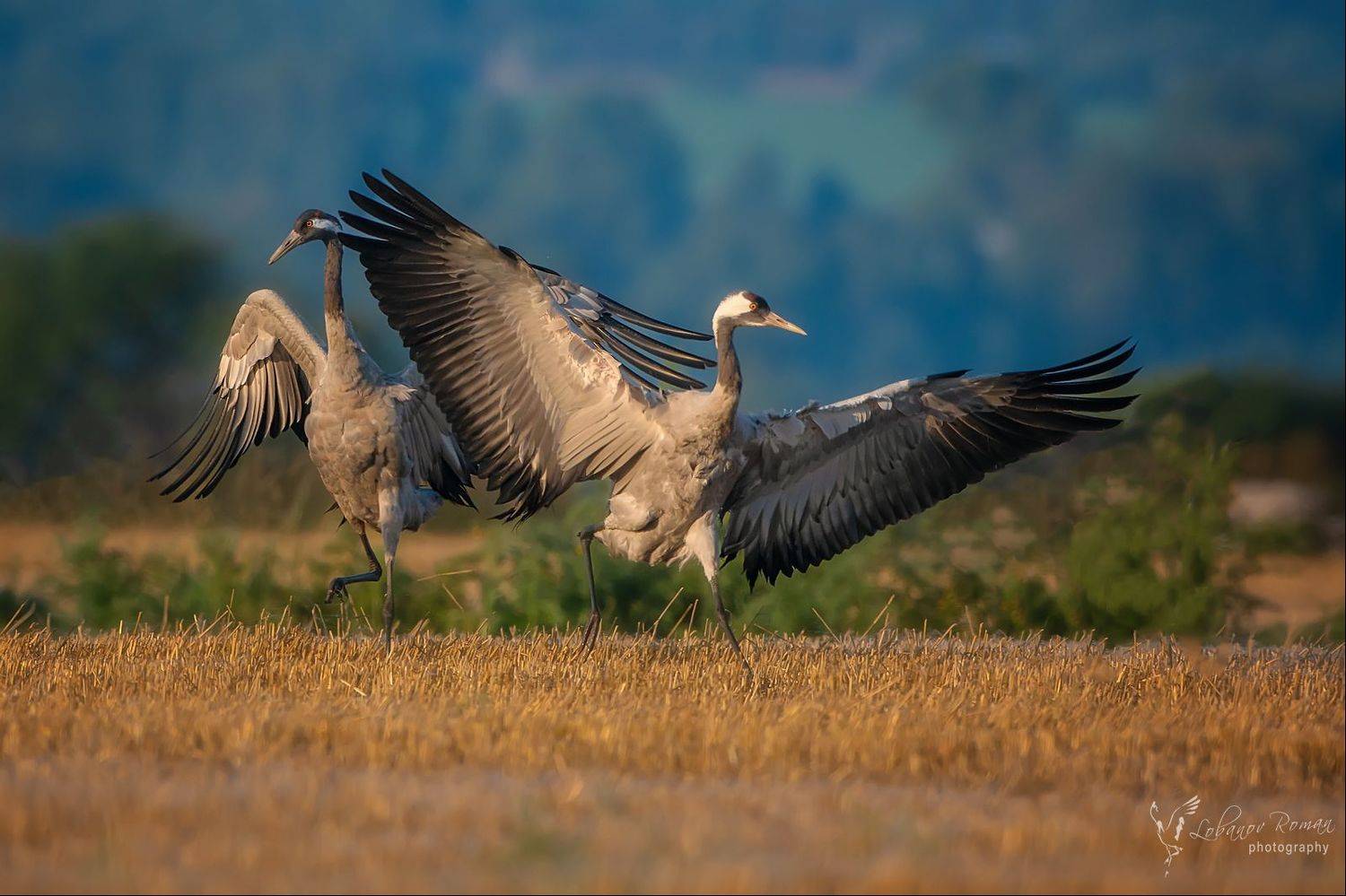 журавли, лобанов, пересвет, Роман Лобанов