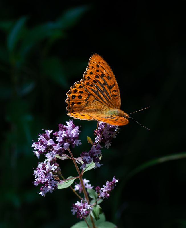 Перламутровка большая лесная фото превью