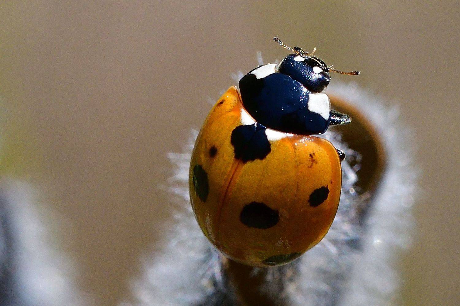 , Корнейчук Игорь