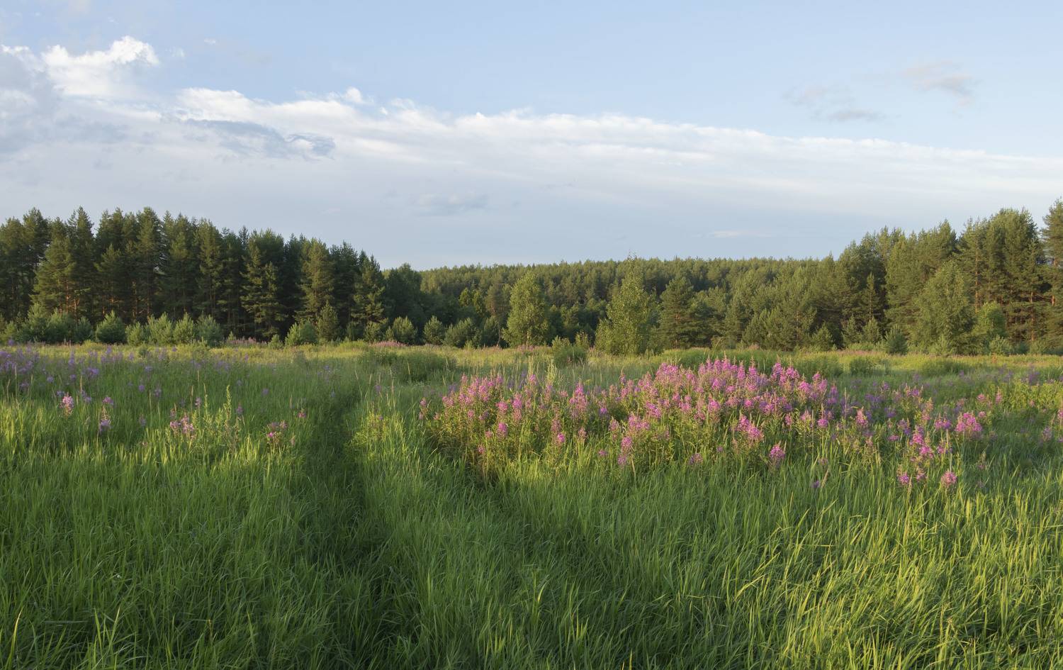 иван-чай, кипрей, поле, Olga Bonina