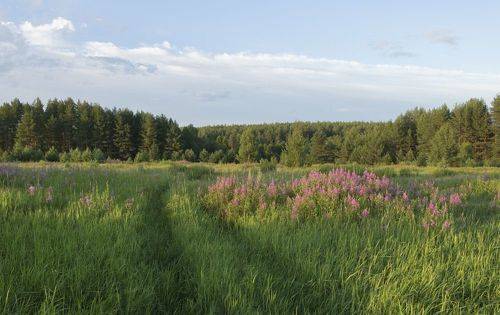 Летний вечер