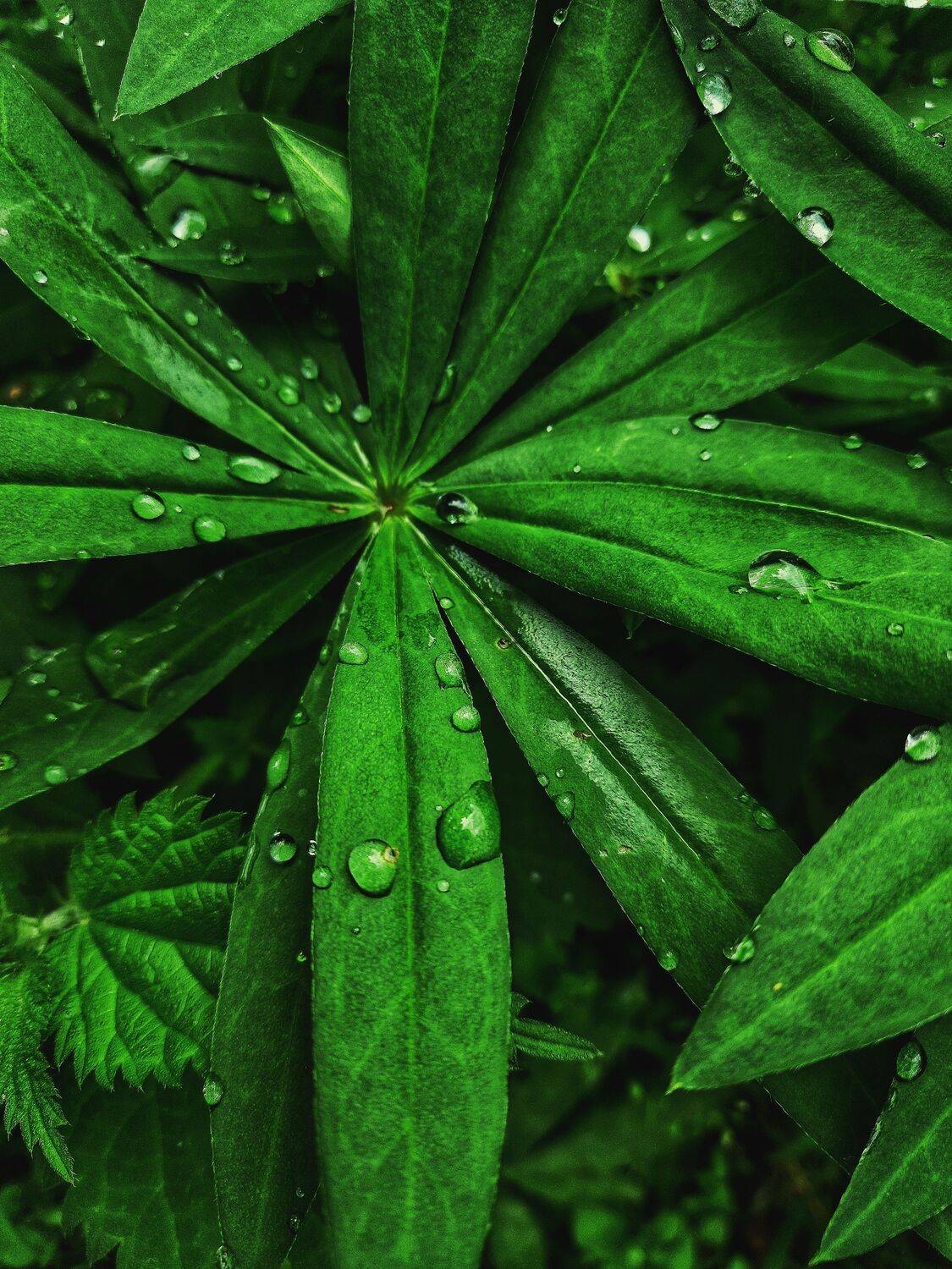 , Семёновых Александр