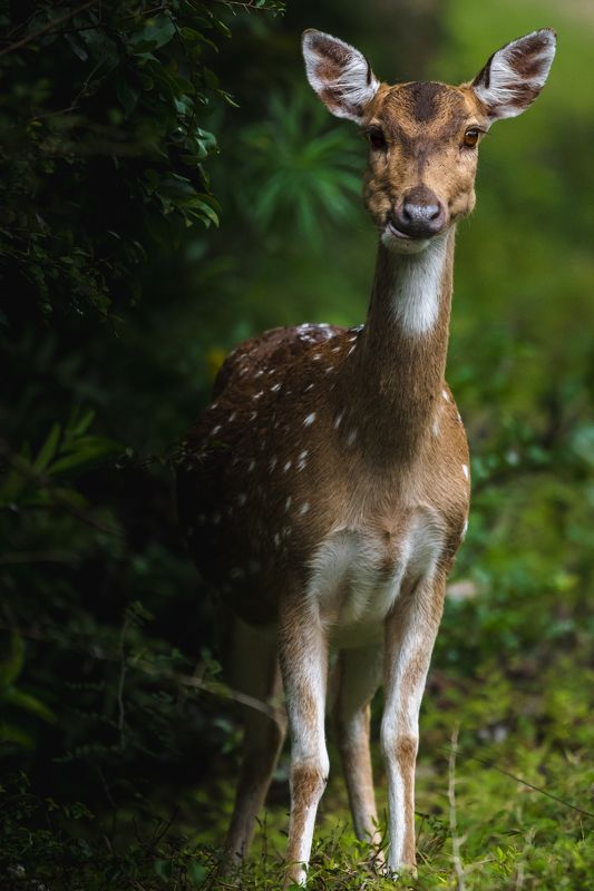 Cute фото превью