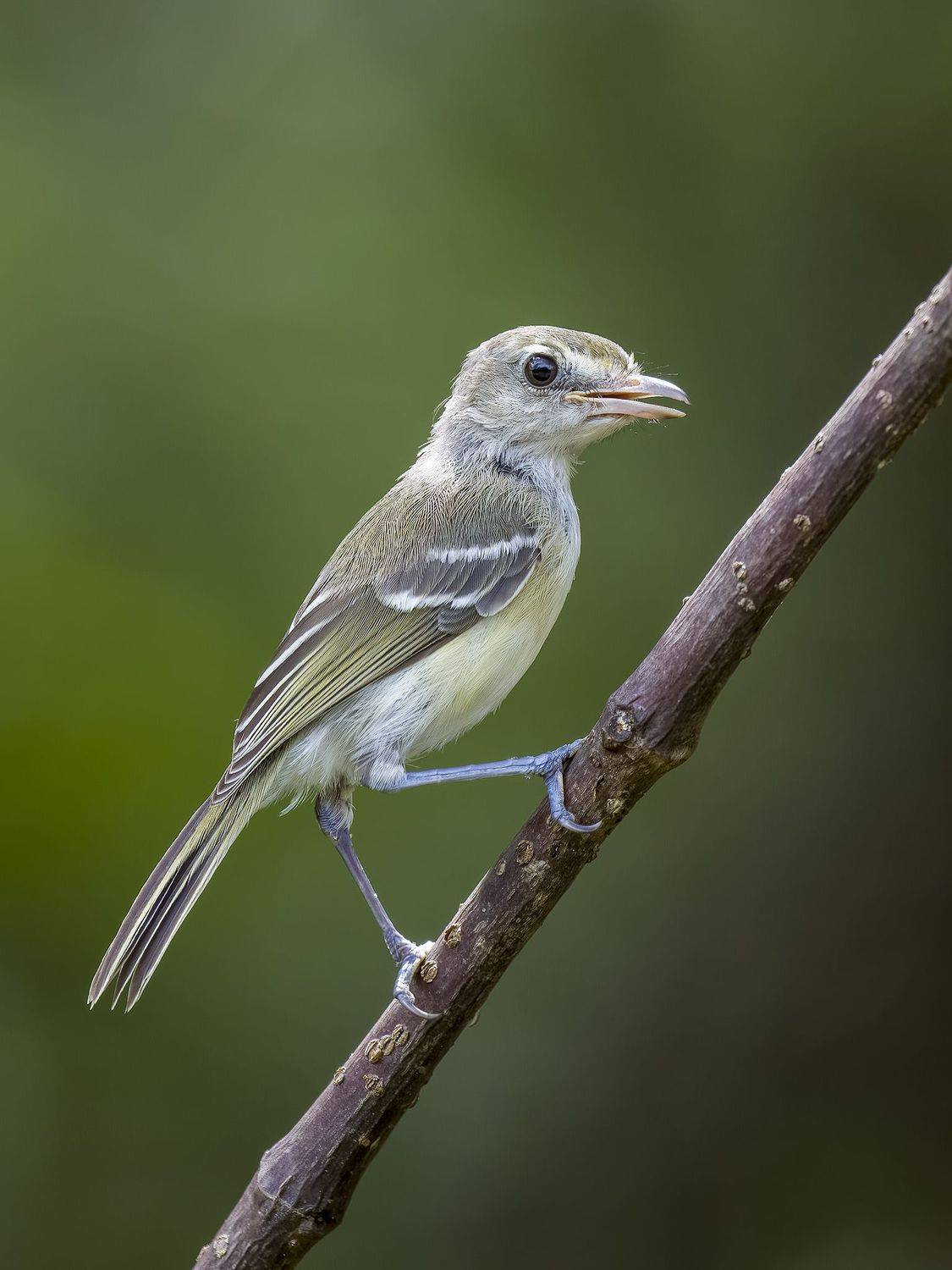 , Burgalin Sequeira Fernando