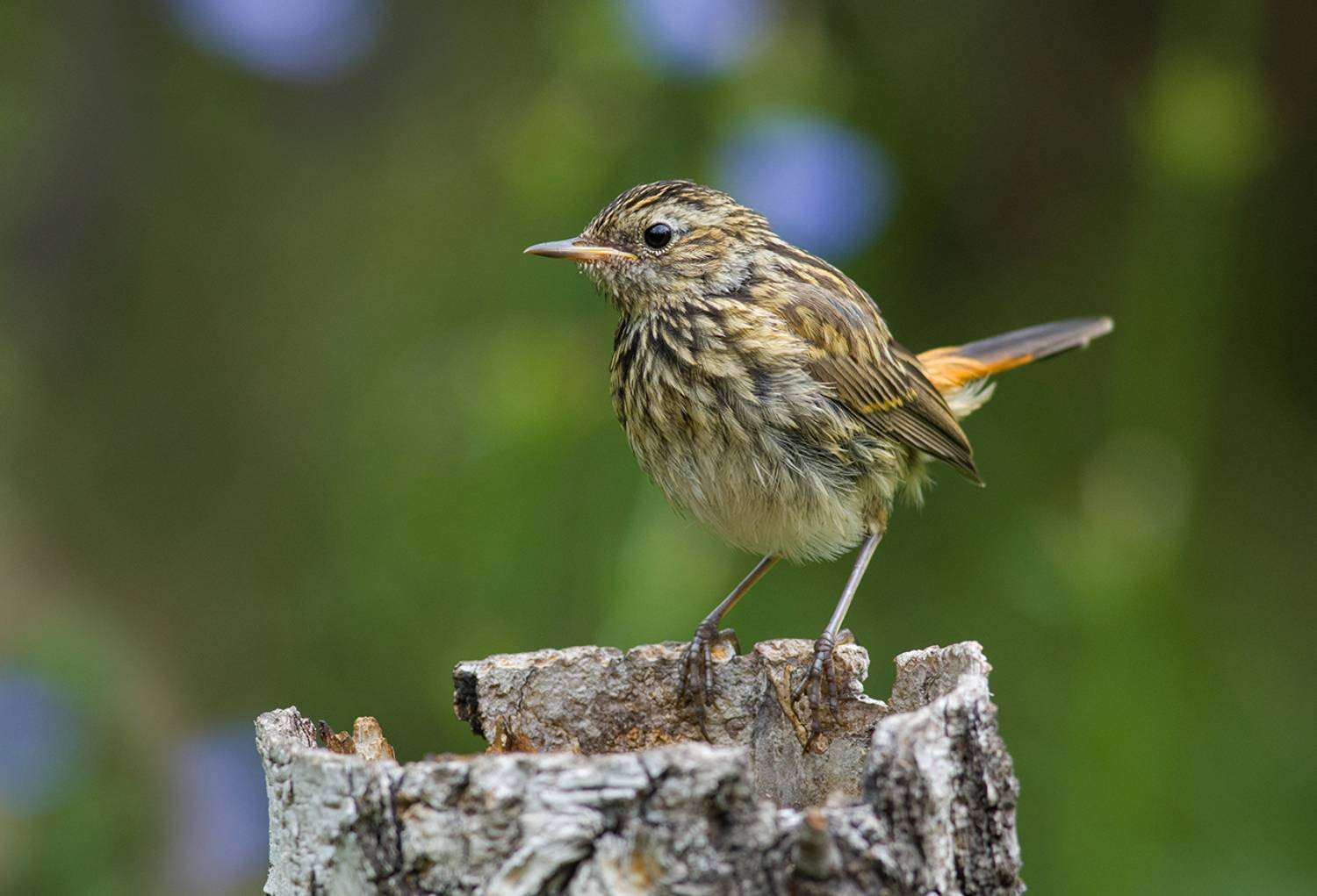 варакушка,слёток,подросток,лето, Иван