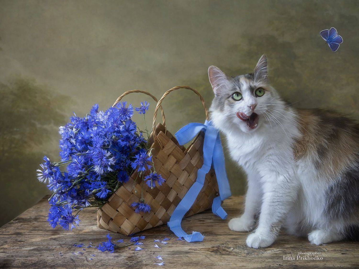 натюрморт, васильки, кошка, бабочка, лето, постановочная фотография, Приходько Ирина
