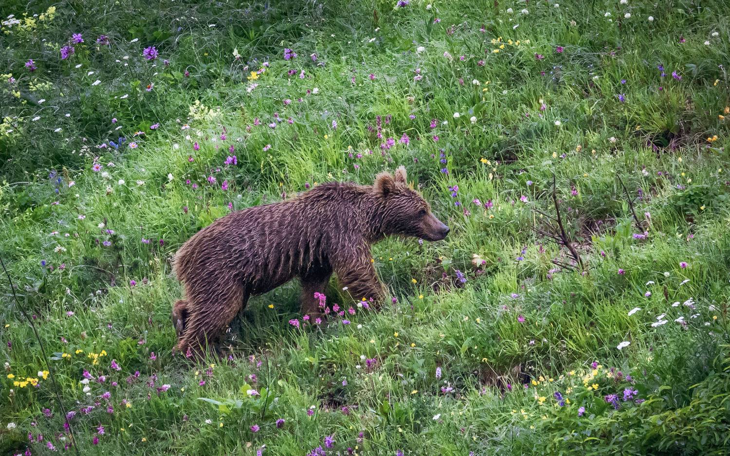 медведь, Круль Александр