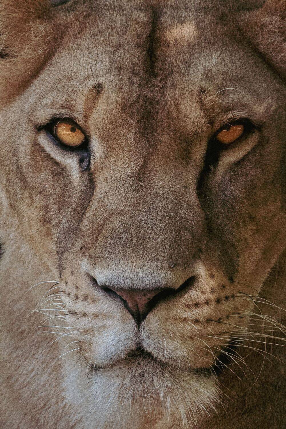 wildlife, nature, srilanka, , jazif, , ahamedjazif, lion, Ahamed Jazif