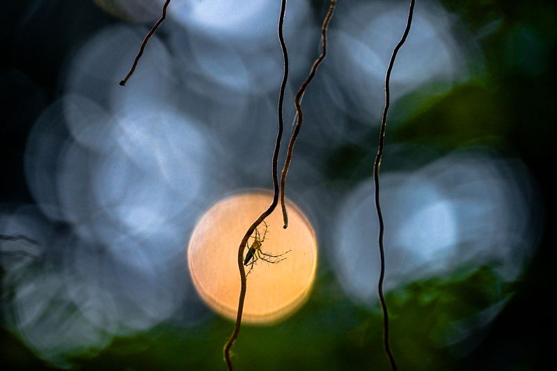 Spider фото превью