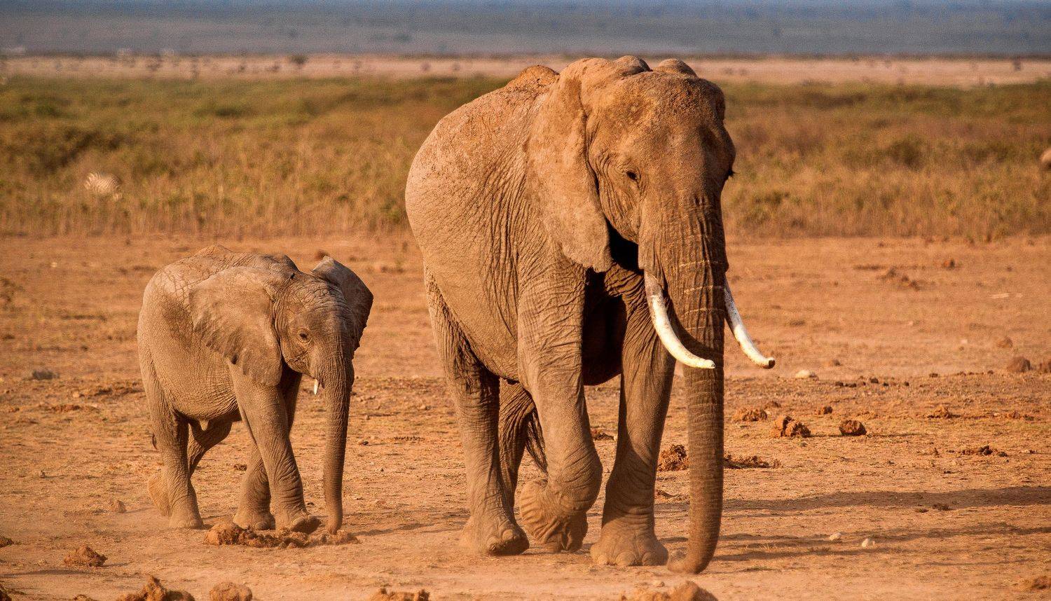 elephant kenya, Lilia Tkachenko