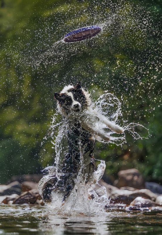 狗 萌宠 宠物 dog pet good jump фото превью