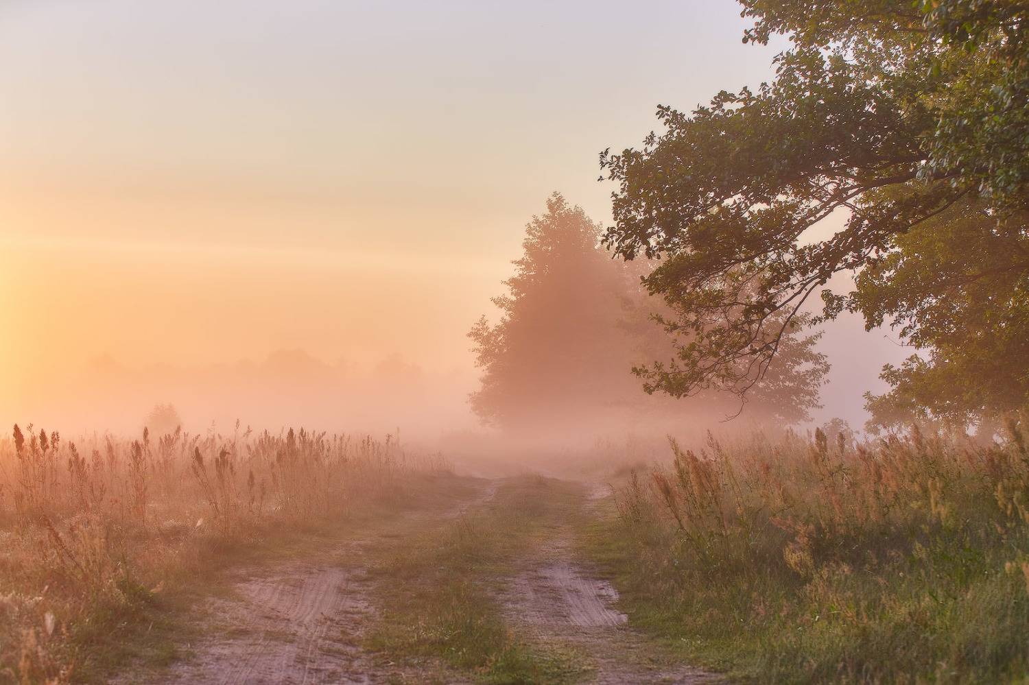 беларусь, дорога, июль, лето, луга, неман, поля, рассвет, река, туман, утро, Вейзе Максим