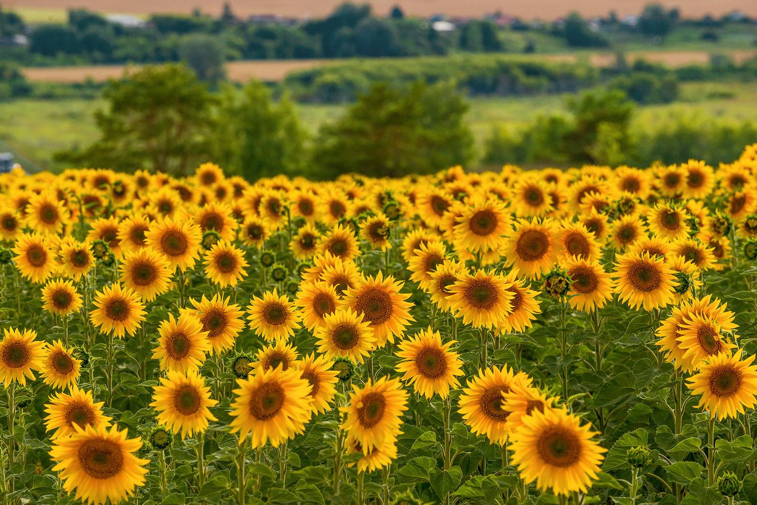 лето июль подсолнухи, Владислав Никишин