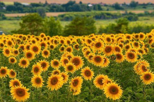 Подсолнухи...