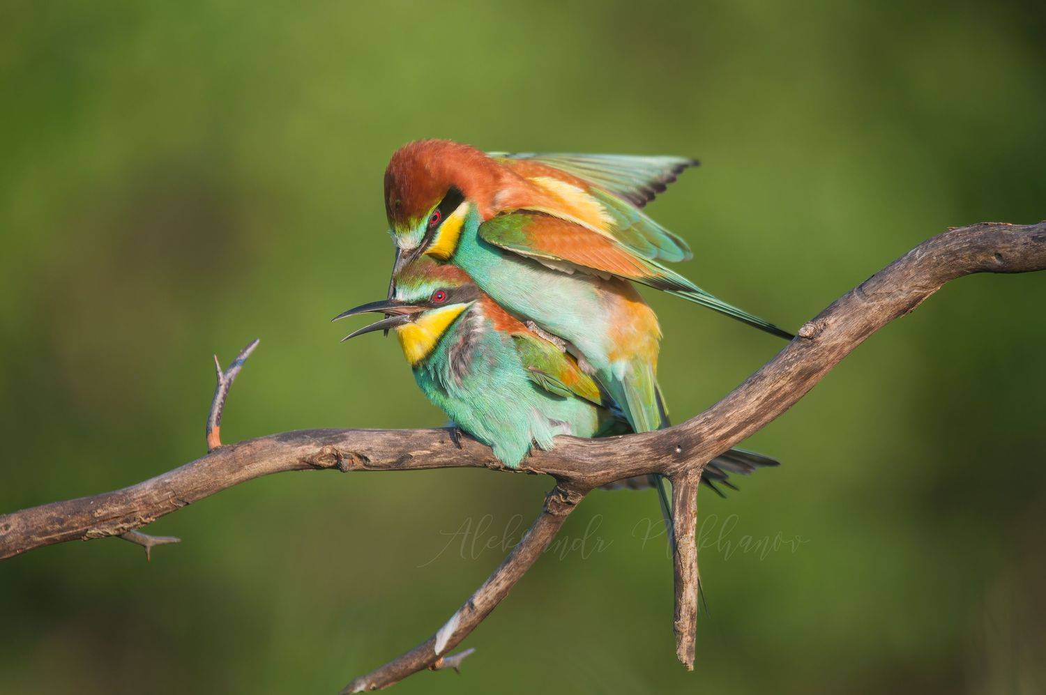 bee-eater, Плеханов Александр