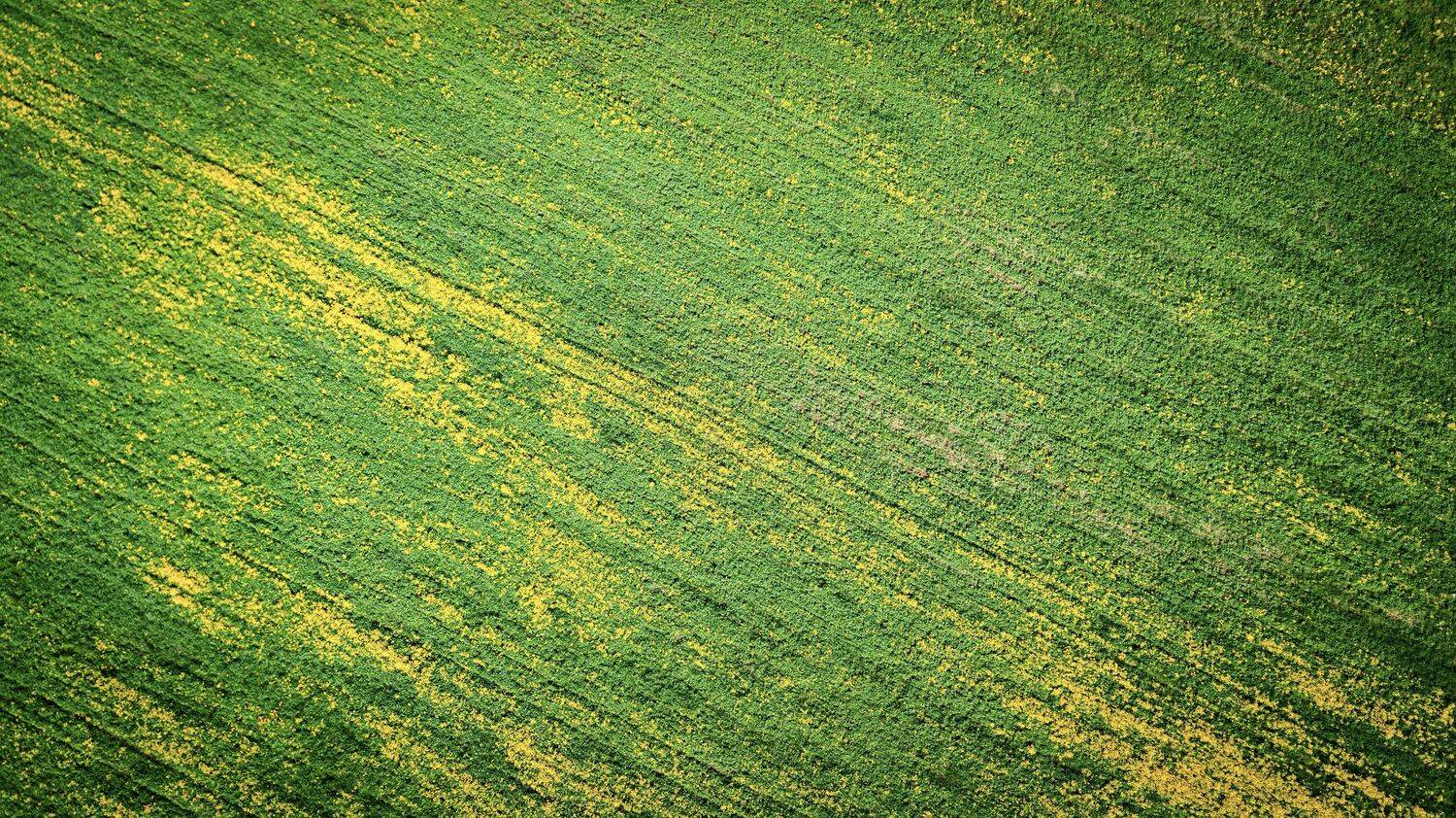 , Сергей Фаренюк