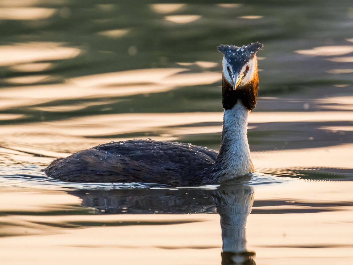 , Дэм Константин