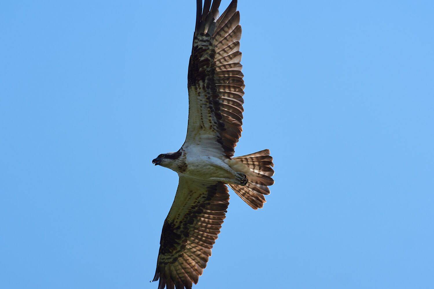 bird, birds, birdswatching, volgograd, russia, Pandion haliaetus,, Сторчилов Павел