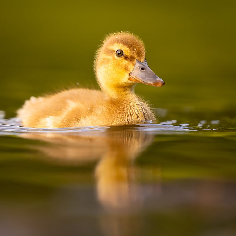 Duckling фото превью