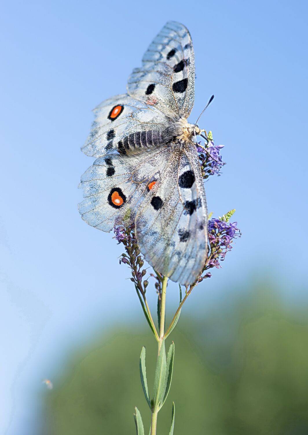бабочка апполон, Евгений Дроботенко