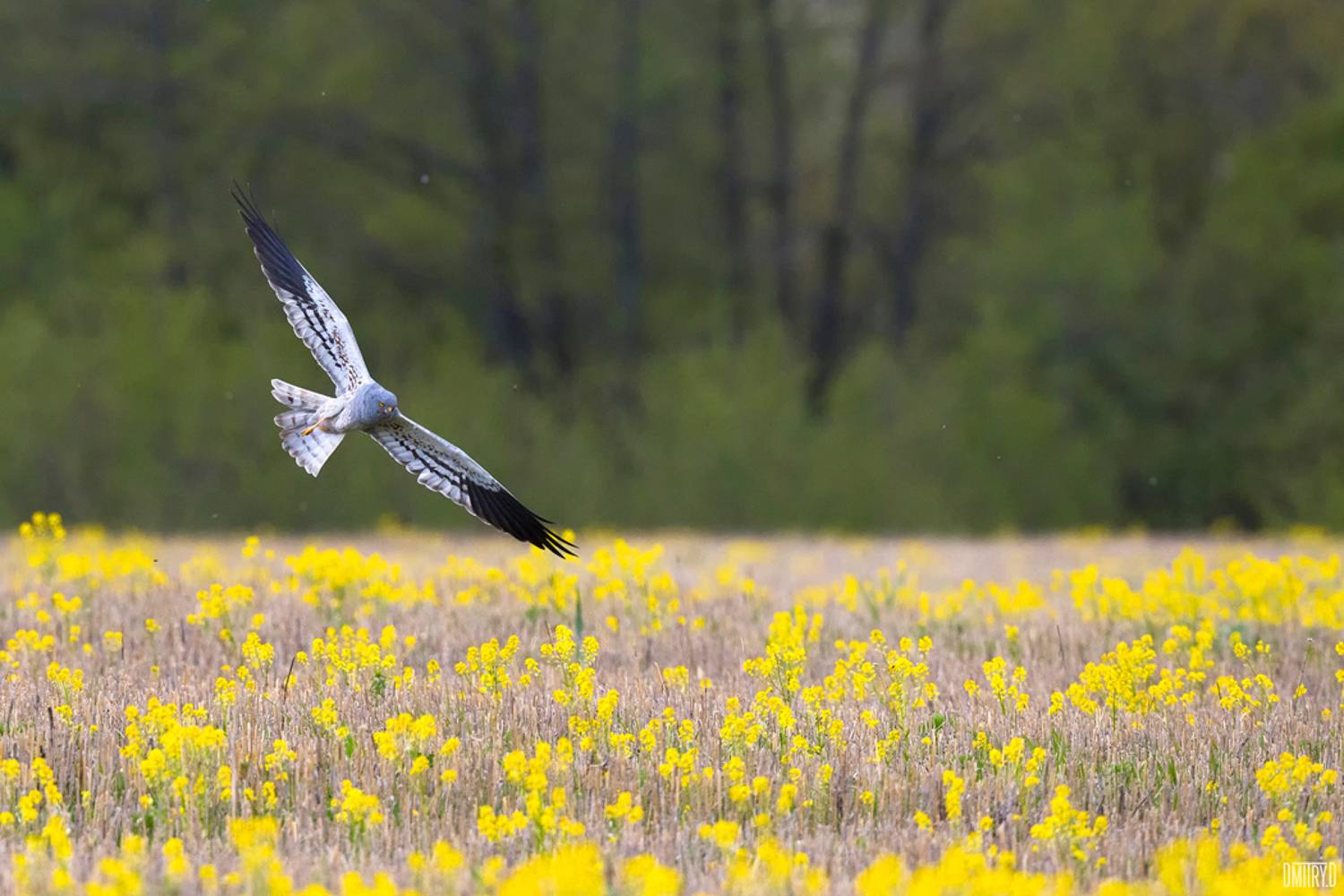 , Дмитрий Доронин