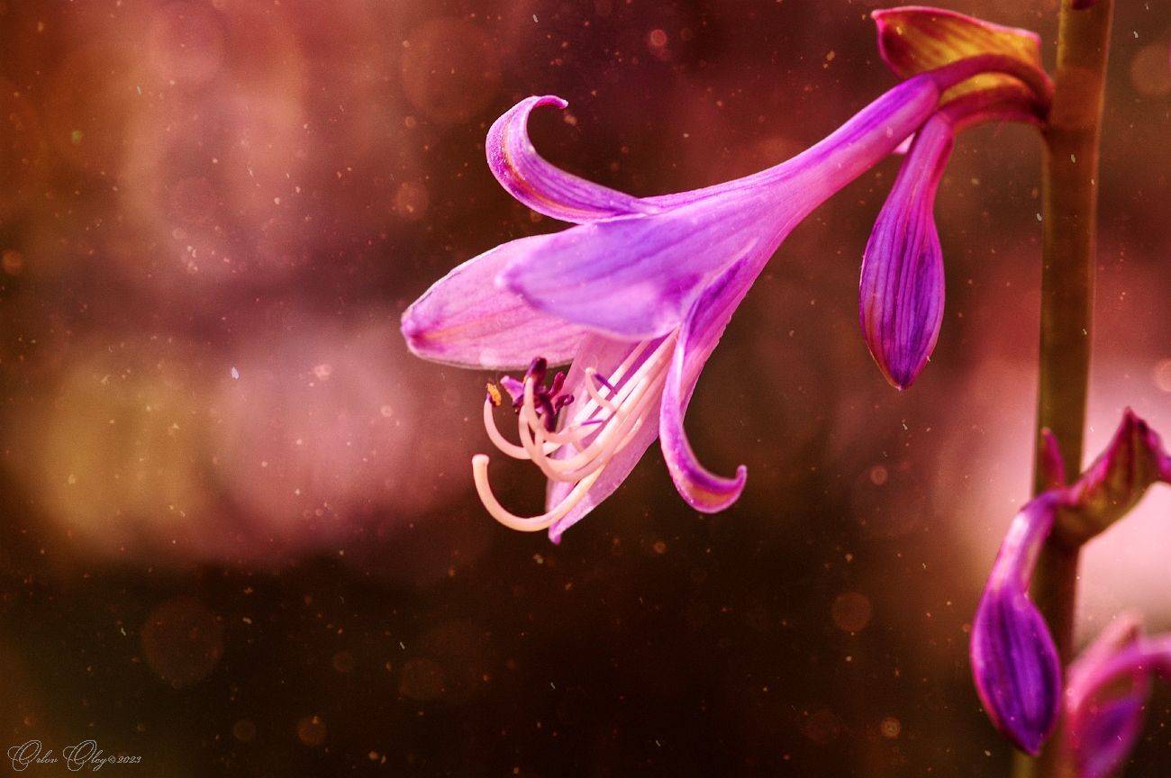 , Орлов Олег