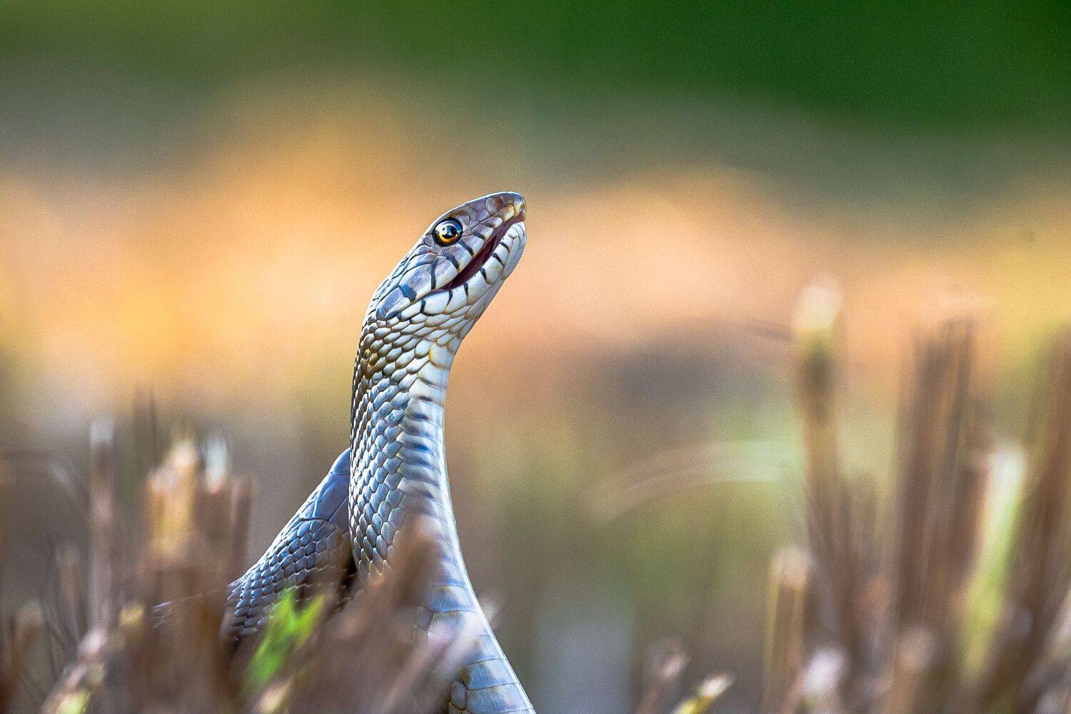 wildlife, Ahamed Jazif