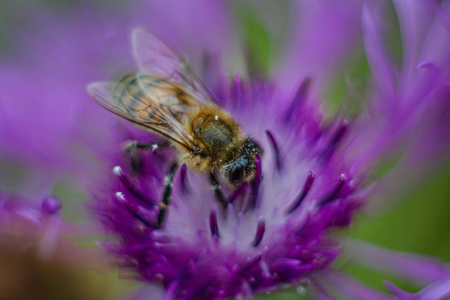 пчела, цветок, лето, Наталия Колтакова