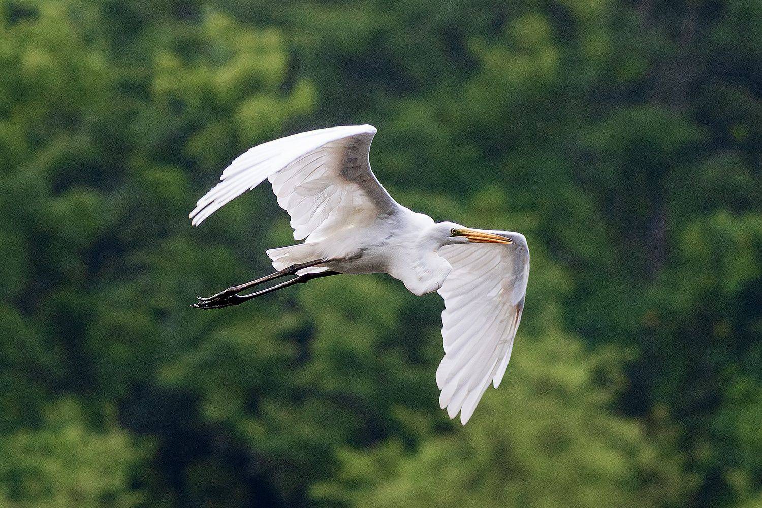 , Леонид Дьяченко