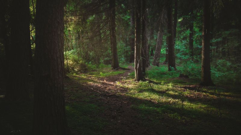 В летнем лесу фото превью