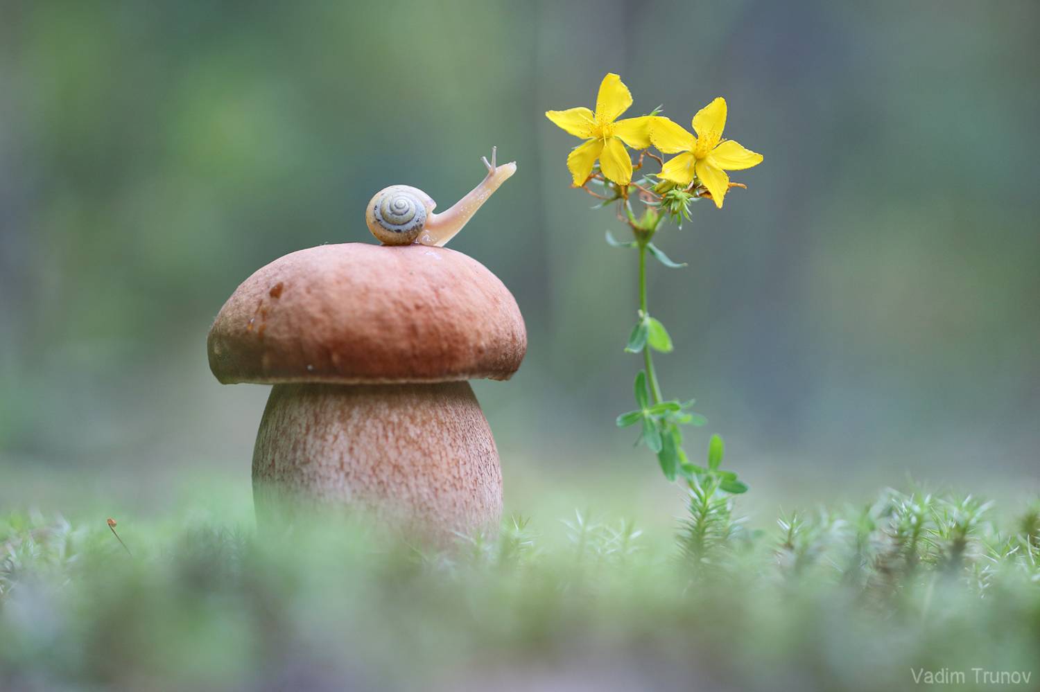 улитка, гриб, Вадим Трунов