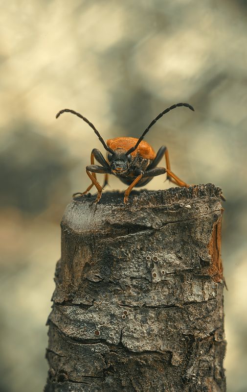 ... фото превью