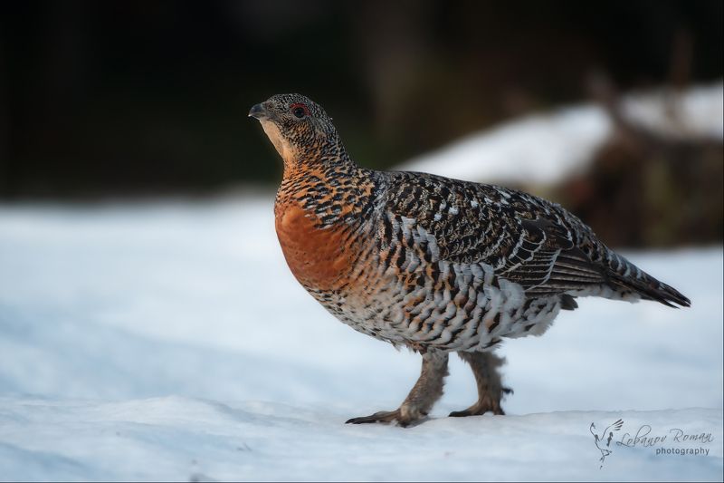 Красотка фото превью