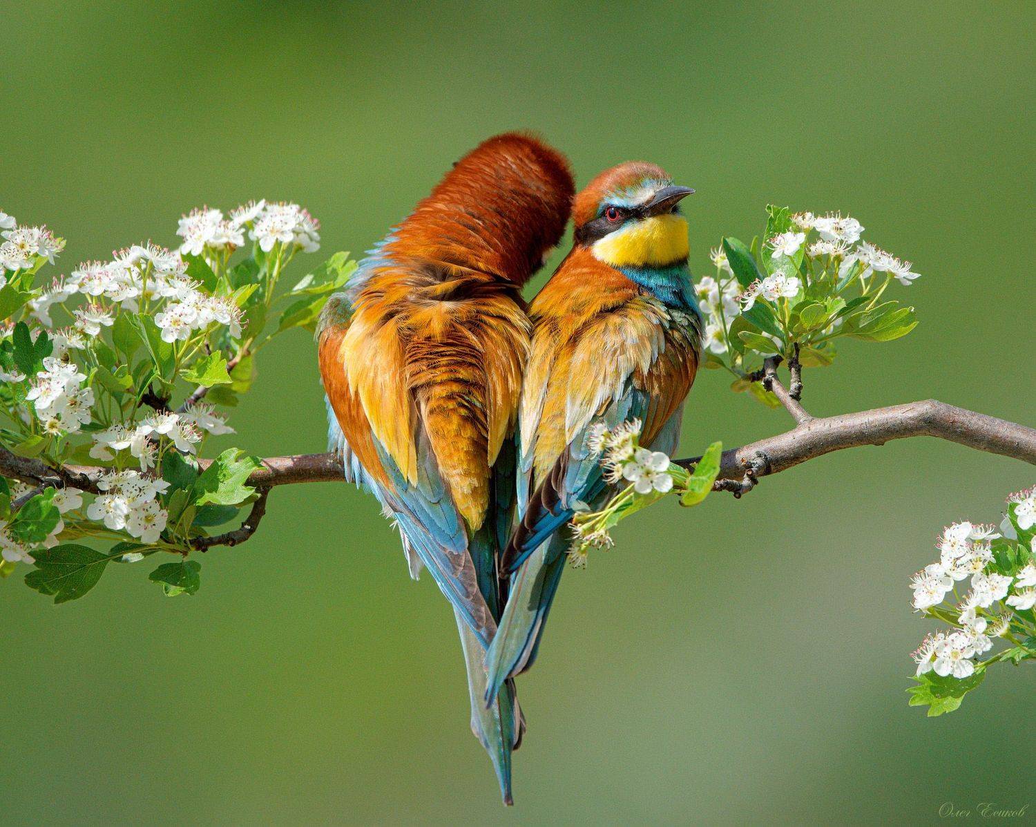 птицы щурки, Олег Есиков