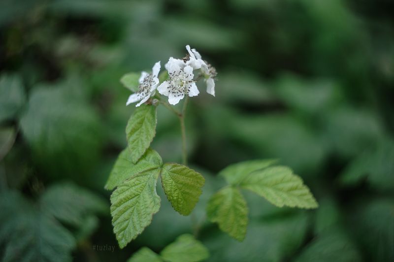 Цветки ежевики фото превью