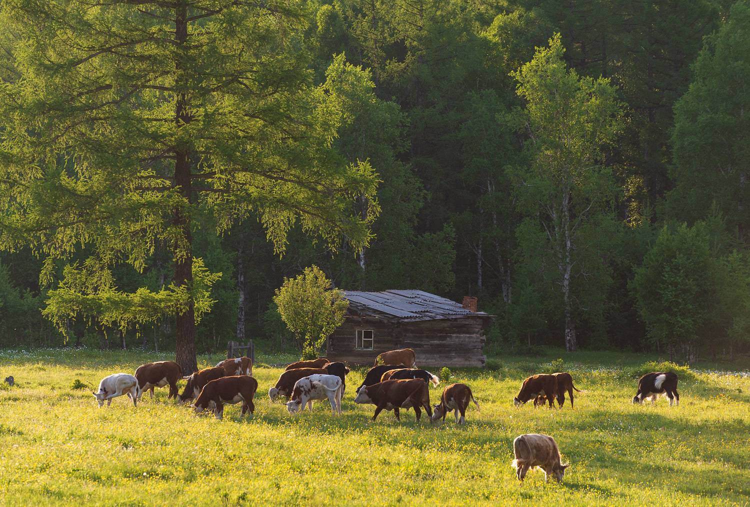 , Дмитрий Новоселов