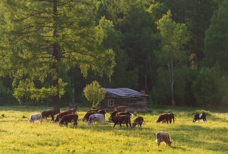 фото превью